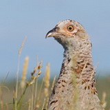 Fauna on Texel